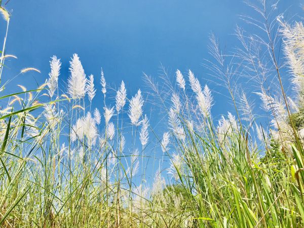 出关宿盘豆馆对丛芦有感赏析