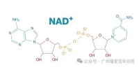 功能医学视角下:NAD+与女性备孕 | 瑞安百年
