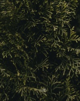 备孕女性必看：抗磷脂综合症如何影响孕期心血管健康？