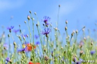 原创             我刚备孕，小姑子就抢着未婚先孕，婆婆劝我推迟怀孕，说她顾不上，我决定成全，不想喜当妈