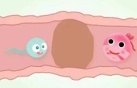 输卵管这两个部位容易堵塞，备孕女性要注意