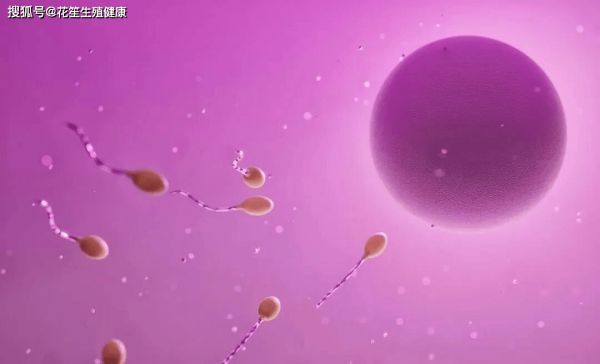 Free Ovum Sperm photo and picture