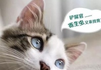 原创 干货丨铲屎官,你家毛孩子的驱虫方法正确吗?关于驱虫的四问四答