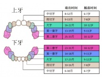 宝宝出牙如果晚于这个时间,建议去看看医生