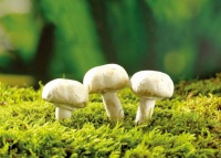 原创 宝宝可以吃蘑菇吗?吃蘑菇的做法