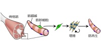 熊本大学等发现“肌肉干细胞”的位置记忆是从胎儿时期就保留下来的