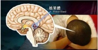 夜间抱着孩子看手机,可能导致孩子性早熟?!