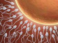原创             老化的卵子和精子结合，长出的宝宝会不会有问题？