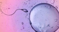 原创             人工授精和试管婴儿适应症的不同