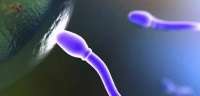 原创             科学备孕生男生女，法国饮食调理法介绍