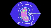 壬辰生物：干细胞治疗不孕不育？