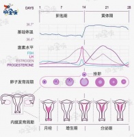 备孕抓准排卵期,这个方法很多人都用错了!