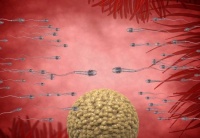 男性长期禁欲，精子质量会变好吗？会憋坏身体吗？男女都该了解下