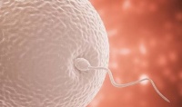 原创 若卵子没有和精子相遇,那么卵子去哪了?