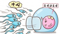 原创 进入女性的体内后,那些结合失败的精子都去哪里了?既心疼又好笑