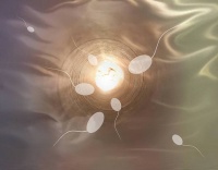 原创 男性精子质量的关键,医学界揭开谜团