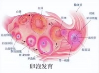 备孕烦？备孕难？做好超声卵泡监测！助你精准 “造人”