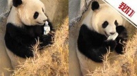 儿童向大熊猫投掷塑料瓶 动物园:已严肃警告监护人