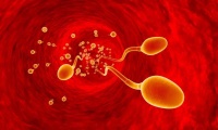 红睦房祝秀英医生:精子、卵子能活几天?如何把握排卵期受孕?