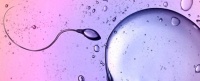 原创 卵子使用“拉链”来阻挡多余的精子:这可能导致非激素避孕