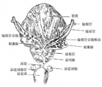 侠影中的精囊与输精管秘籍