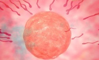 原创 只有一个精子能受孕成功,那其他的去哪了?涨知识了