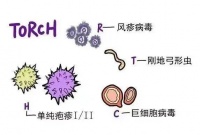 备孕备的好,TORCH不可少