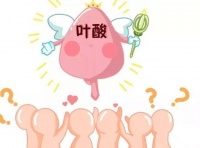 兰州天伦生育科普:叶酸可以从什么食物中获得?