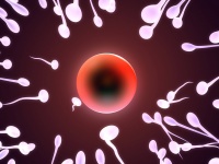 旦旦优孕|精子质量和孩子健康有关系吗?