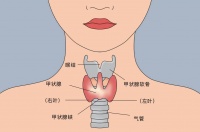 备孕前为什么要检查甲状腺功能?
