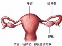 输卵管应该怎么查?