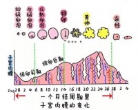 【备孕必看】哈萨克斯坦试管婴儿前必知：内膜厚度管理，助你好孕一臂之力！