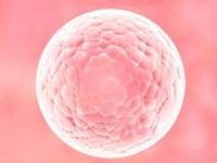 禾孕嘉丨卵泡又大又圆,为何久久未能怀孕?