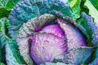 【籽多多】以食为药:高龄备孕的营养身体调理法