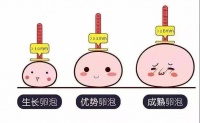 南京长江科普:想要养出又大又圆的卵子,这些食物要多吃!备孕姐妹看过来