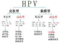 备孕遭遇HPV感染?别担心!一文读懂HPV与备孕