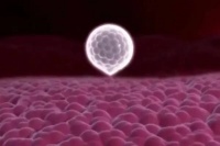 禾孕嘉丨卵子质量评估:六个自测方法解析