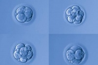 禾孕嘉丨冷冻卵子潜在风险及并发症对女性身体健康的影响