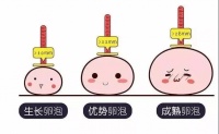 想要养出又大又圆的卵子,这些食物要多吃!备孕姐妹看过来~
