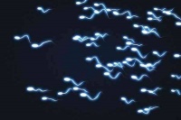 禾孕嘉丨取卵前男方必备攻略:科学补充营养,提升精子质量