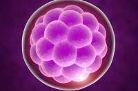 禾孕嘉丨高龄试管婴儿备孕:卵泡质量关键调理策略