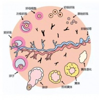 卵泡发育不良一直怀不上?南京长江科普:这些方法助你科学备孕