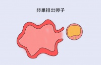 南京长江科普:备孕必看!要抓住女性怀孕的“黄金”时间