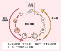 备孕夫妻必看!手把手教你算姨妈周期、测排卵和看卵泡大小