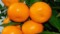 紧急!盲目节食减肥备孕,反而让不孕风险翻倍?