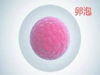 想要养好卵泡需要从平时的生活习惯开始