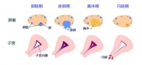 卵子都不好，怎么能备孕成功？