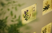 多囊是什么原因引起的？南昌贡方堂中医万倩雯一方养卵促排，规律来经！