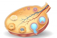 【科普在线丨功能科】备孕困难？做好超声卵泡监测，有效提高受孕率！