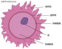 花笙生殖试管分享：女性把握排卵的正确时机，让你怀孕事半功倍！